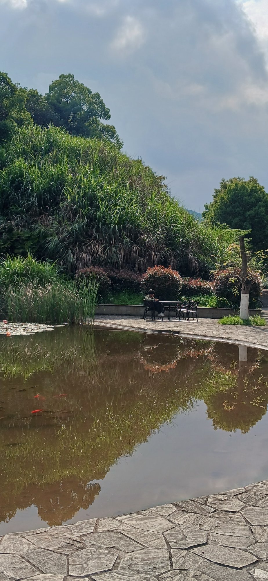 Morning pond reflections captured during Chongqing park walk