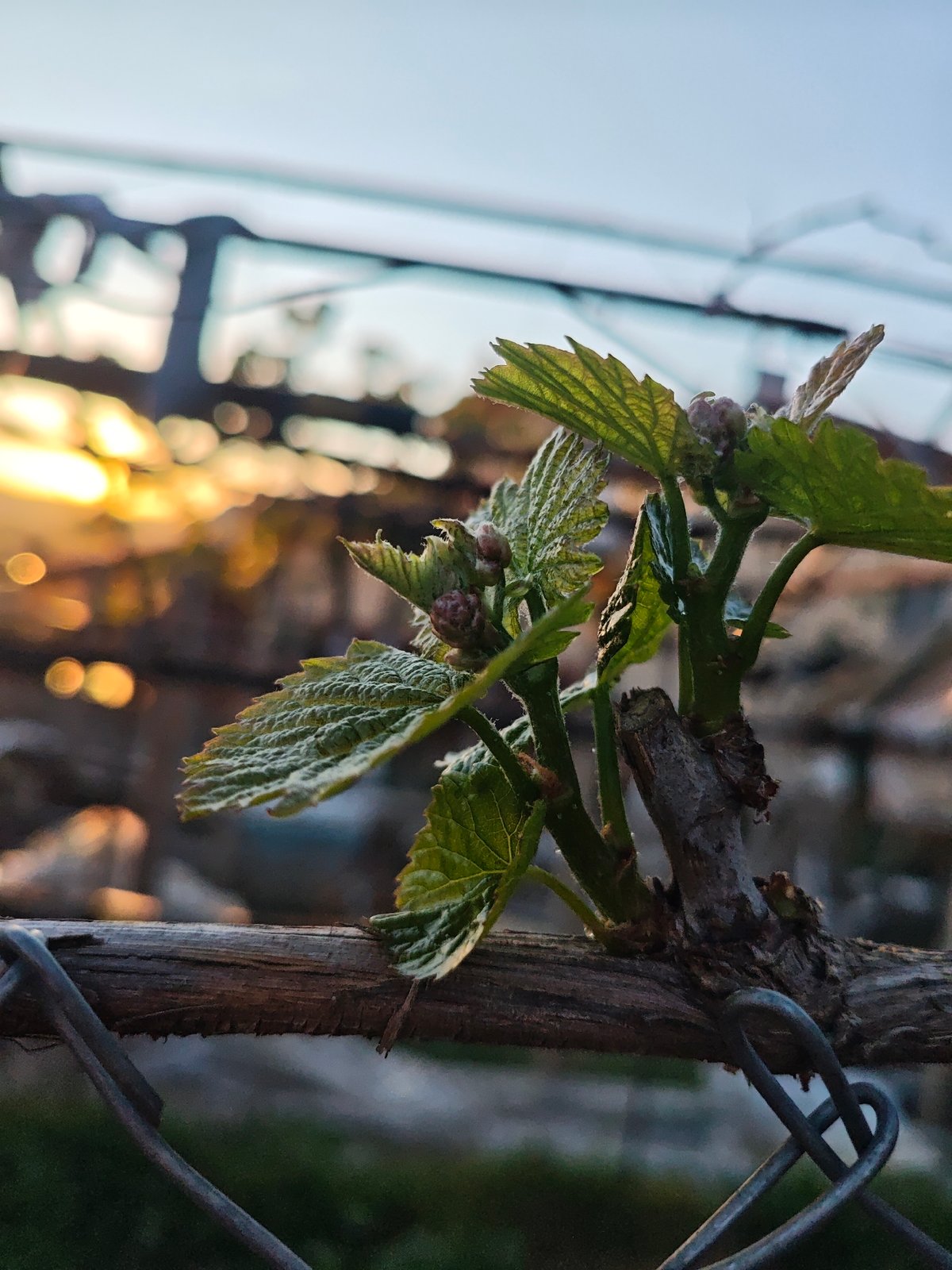 Spring vineyard sunset documented during quiet balcony evening