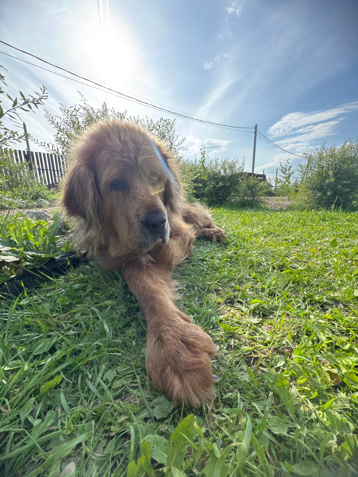 Dogs and a kitten on a sunny afternoon in rural Russia