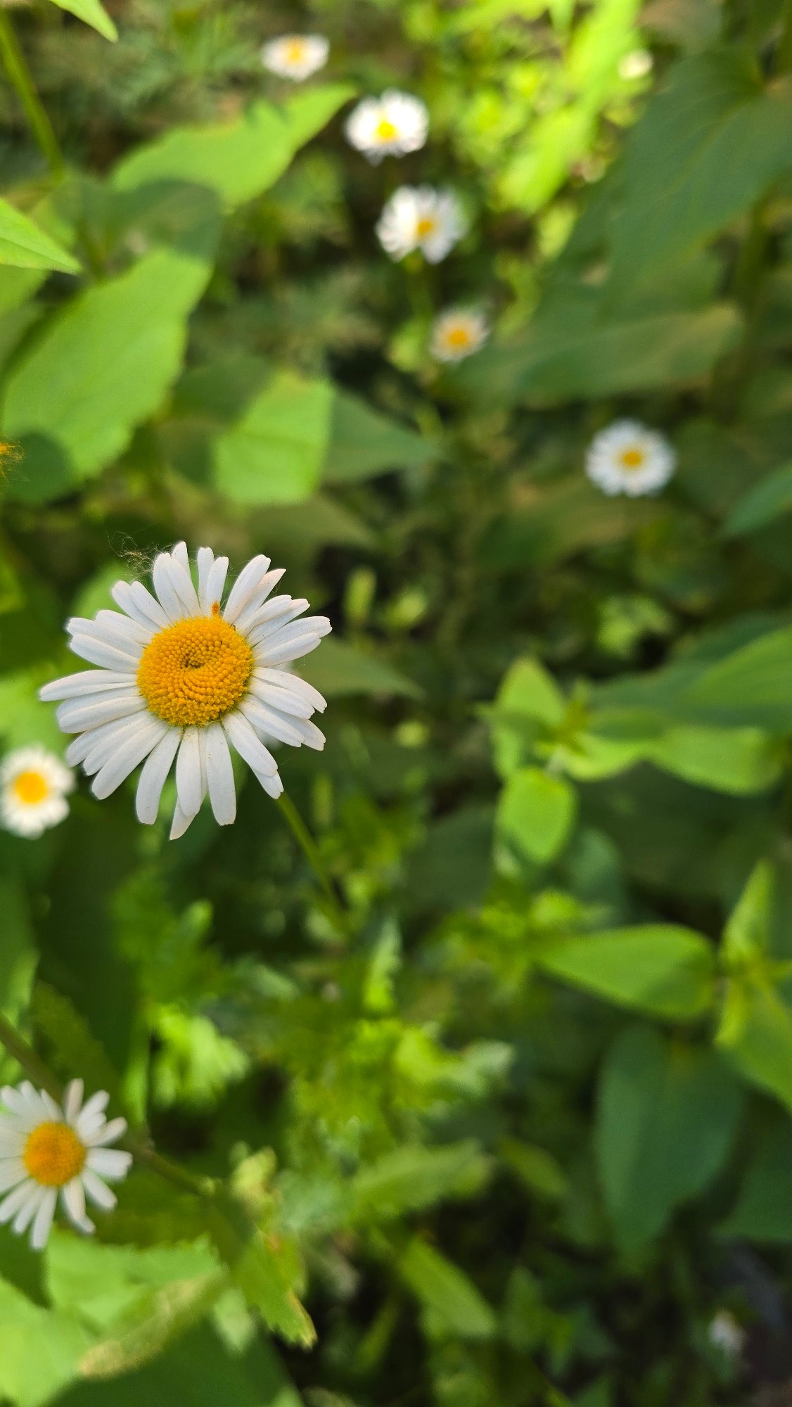 Morning garden flowers and craft market documented in Chaikovsky