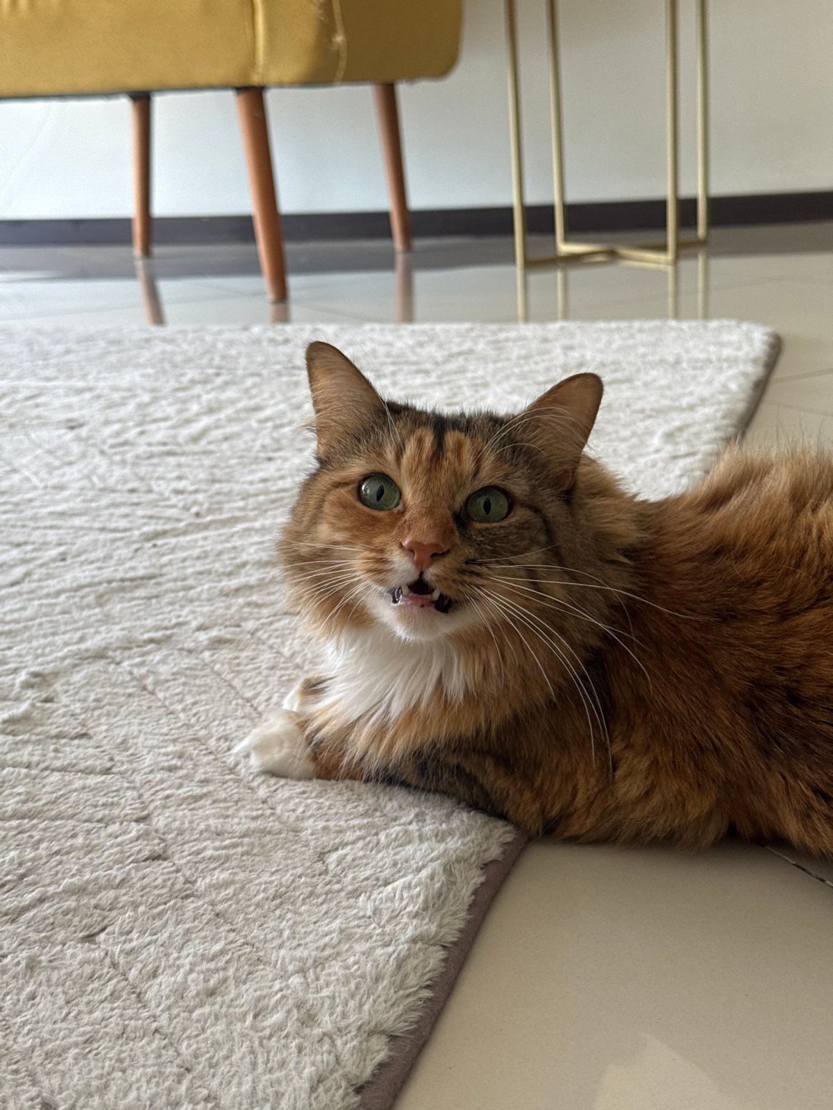 Tortoiseshell cat rests indoors in Tlaxcalancingo, Mexico