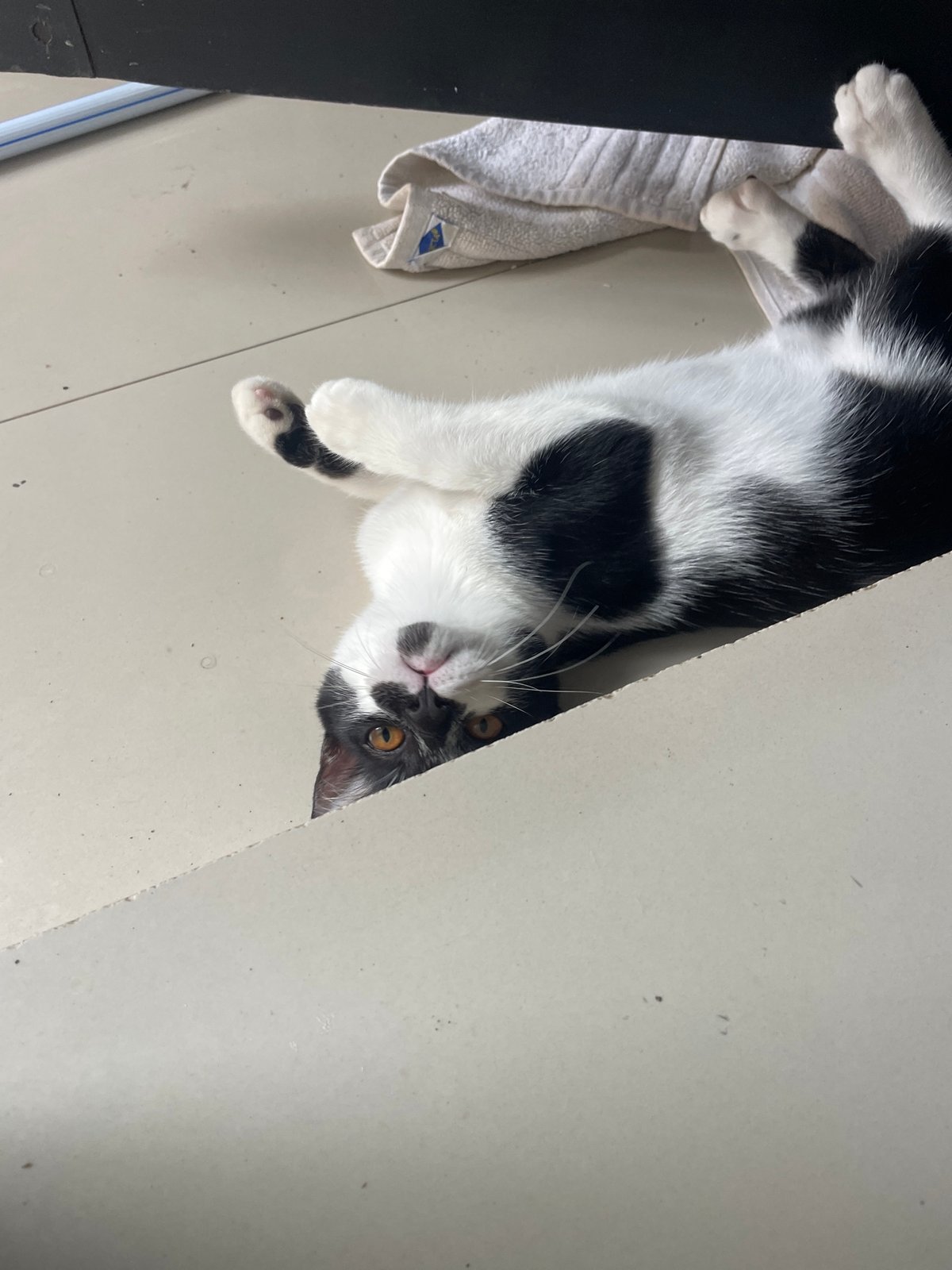 Morning pancake breakfast preparation observed with cats in Denpasar kitchen