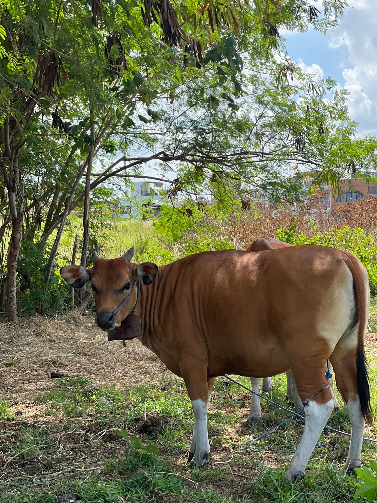 Cows, rice paddies, and cafes in North Kuta, Bali