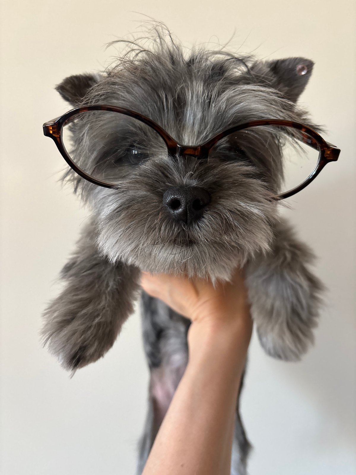 Woman plays with glasses-wearing dog in Chaikovsky, Russia