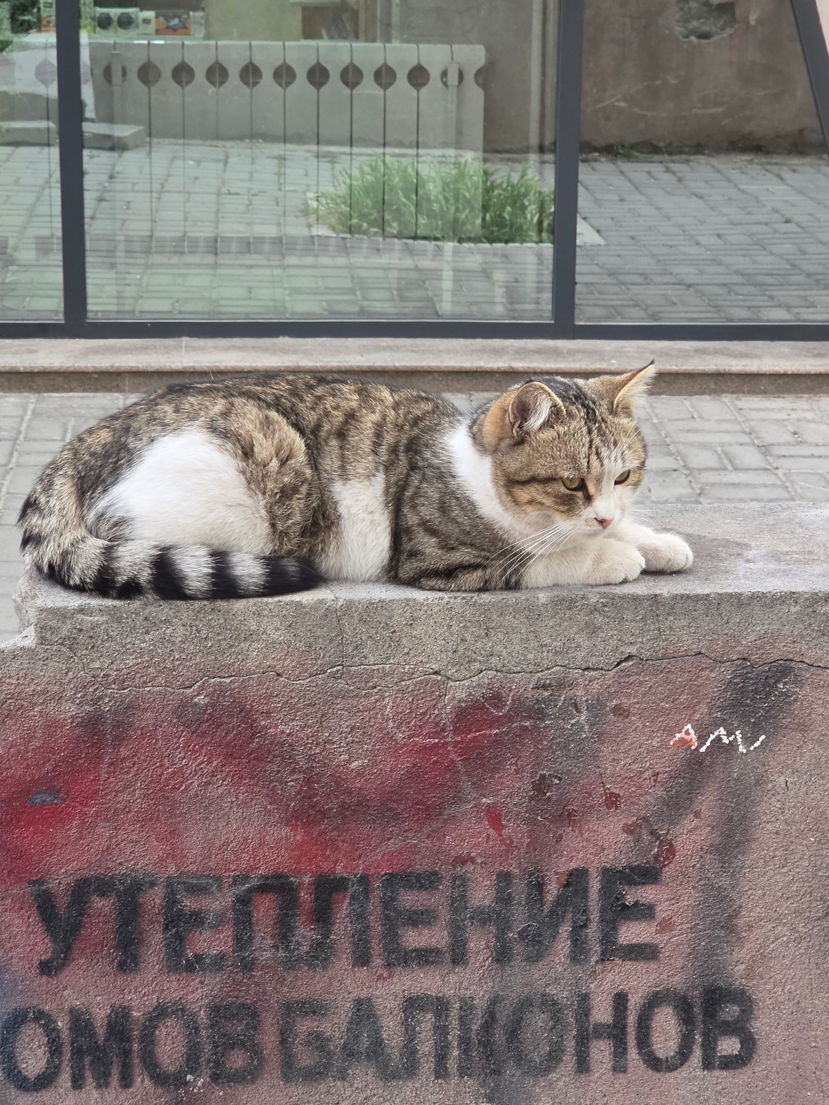 Casual street scenes with cats, airplane monument observed in Bishkek