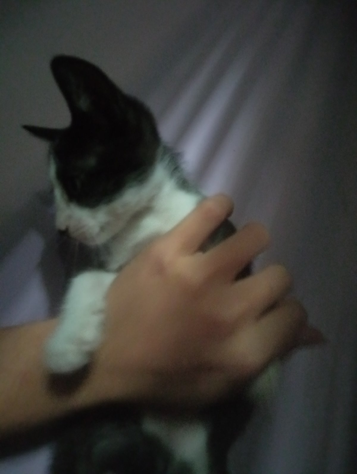 Quiet evening moments with kitten documented in El Tirano
