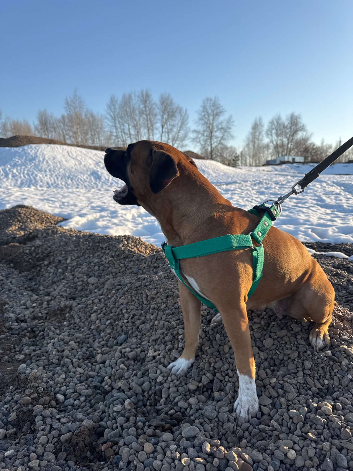 Winter dog walk along frozen Russian waterways documented