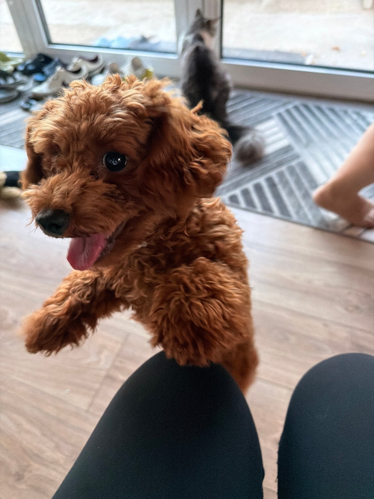 Toy poodle bounces around a Sofia apartment at feeding time