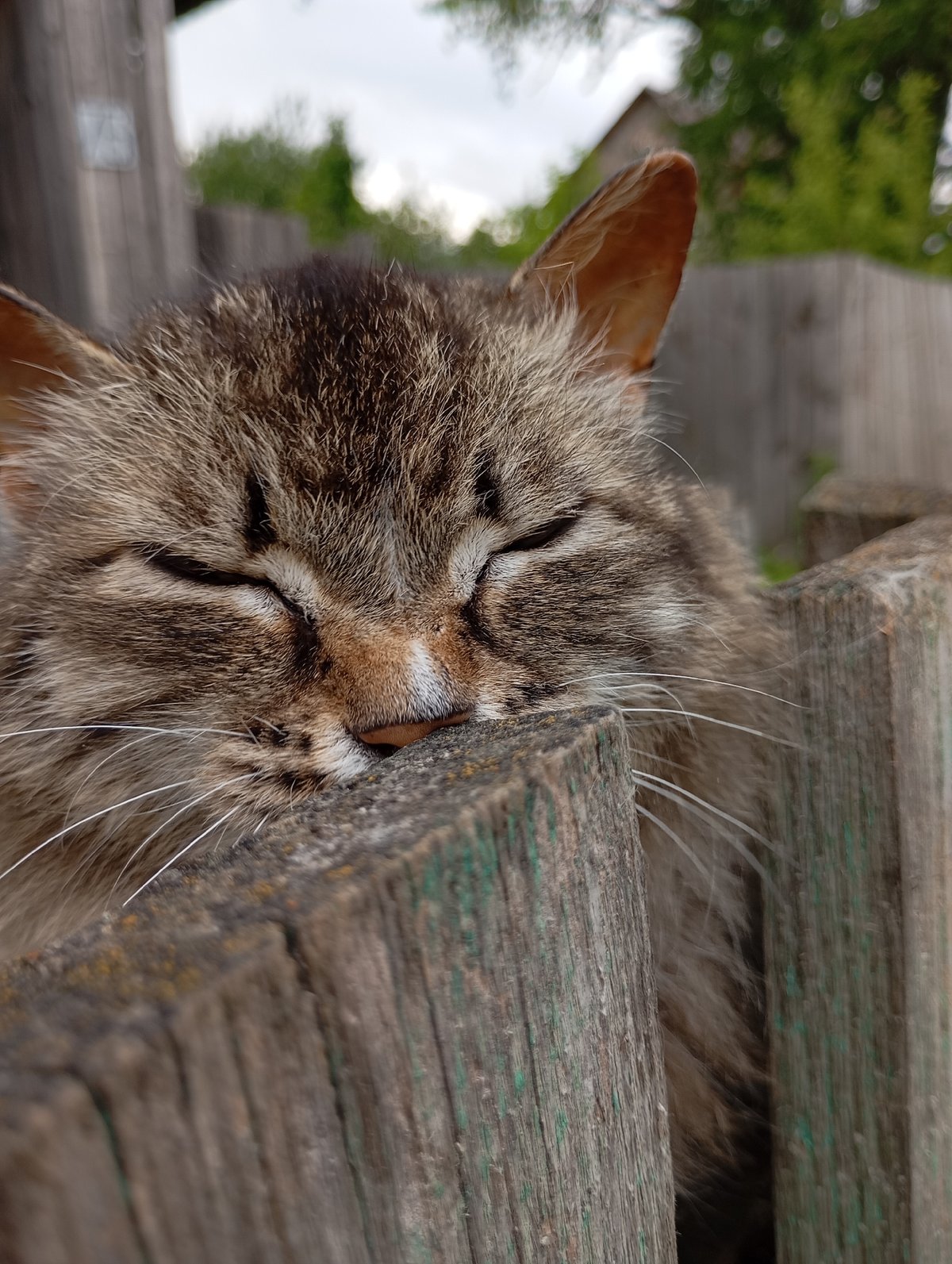 Cat naps among blooming flowers in Russian village garden
