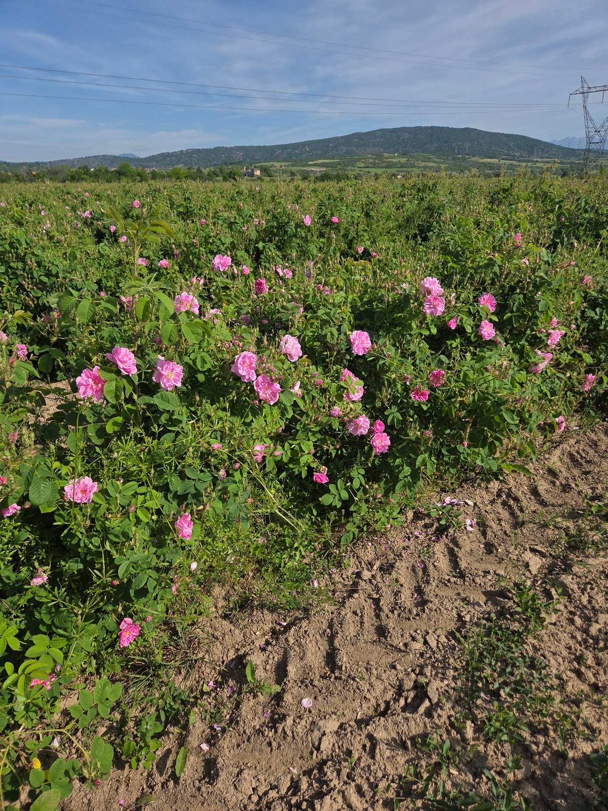 Pink rose fields bloom in Bulgarian agricultural region