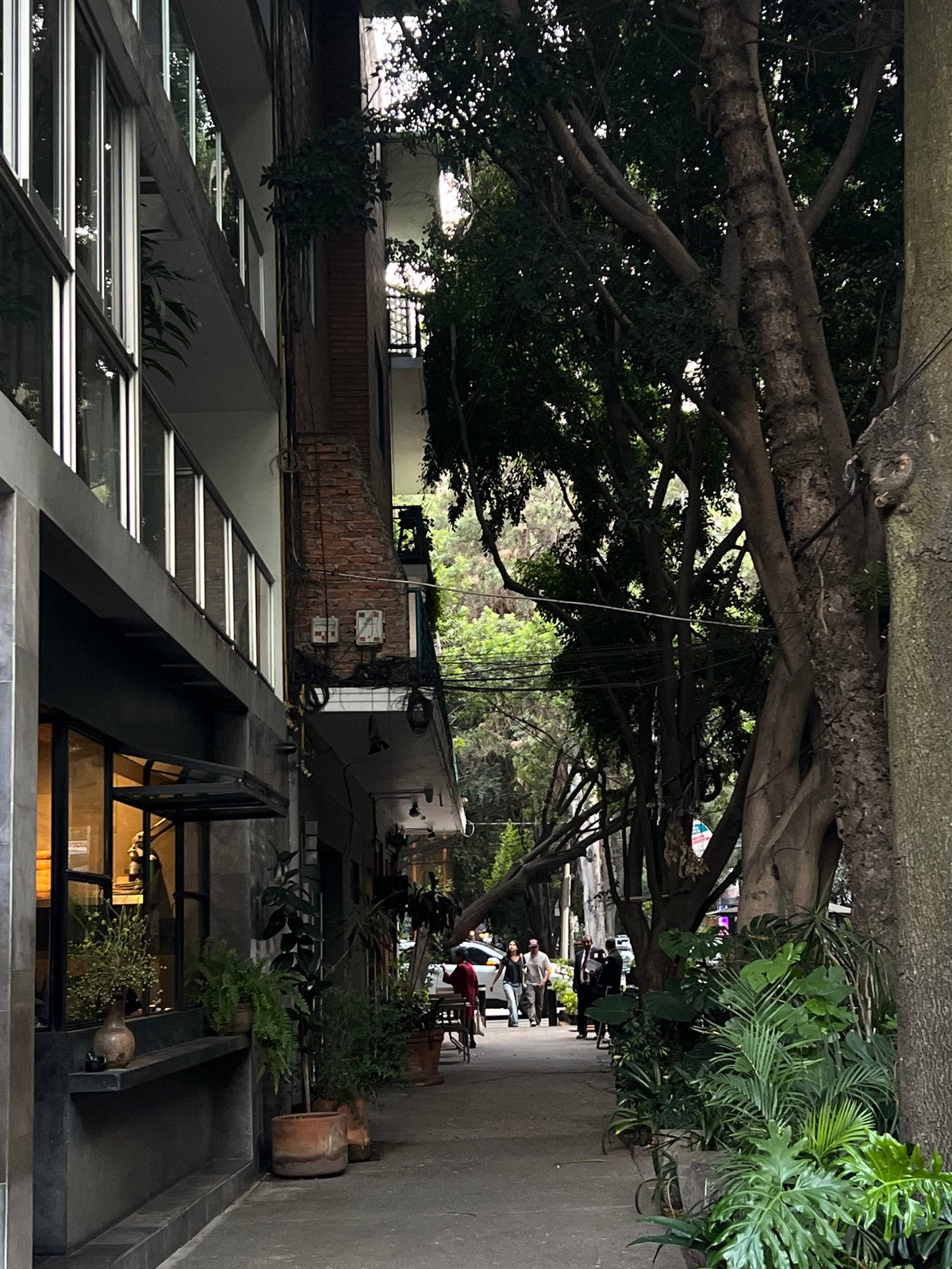 Evening scene captures tree-lined walkway and restaurant in Mexico City