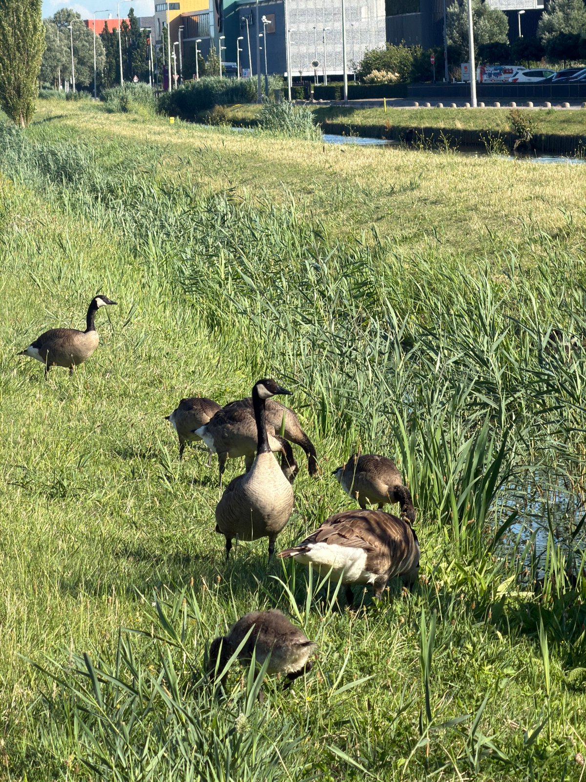 Wind turbines and grazing geese along a Dutch canal path