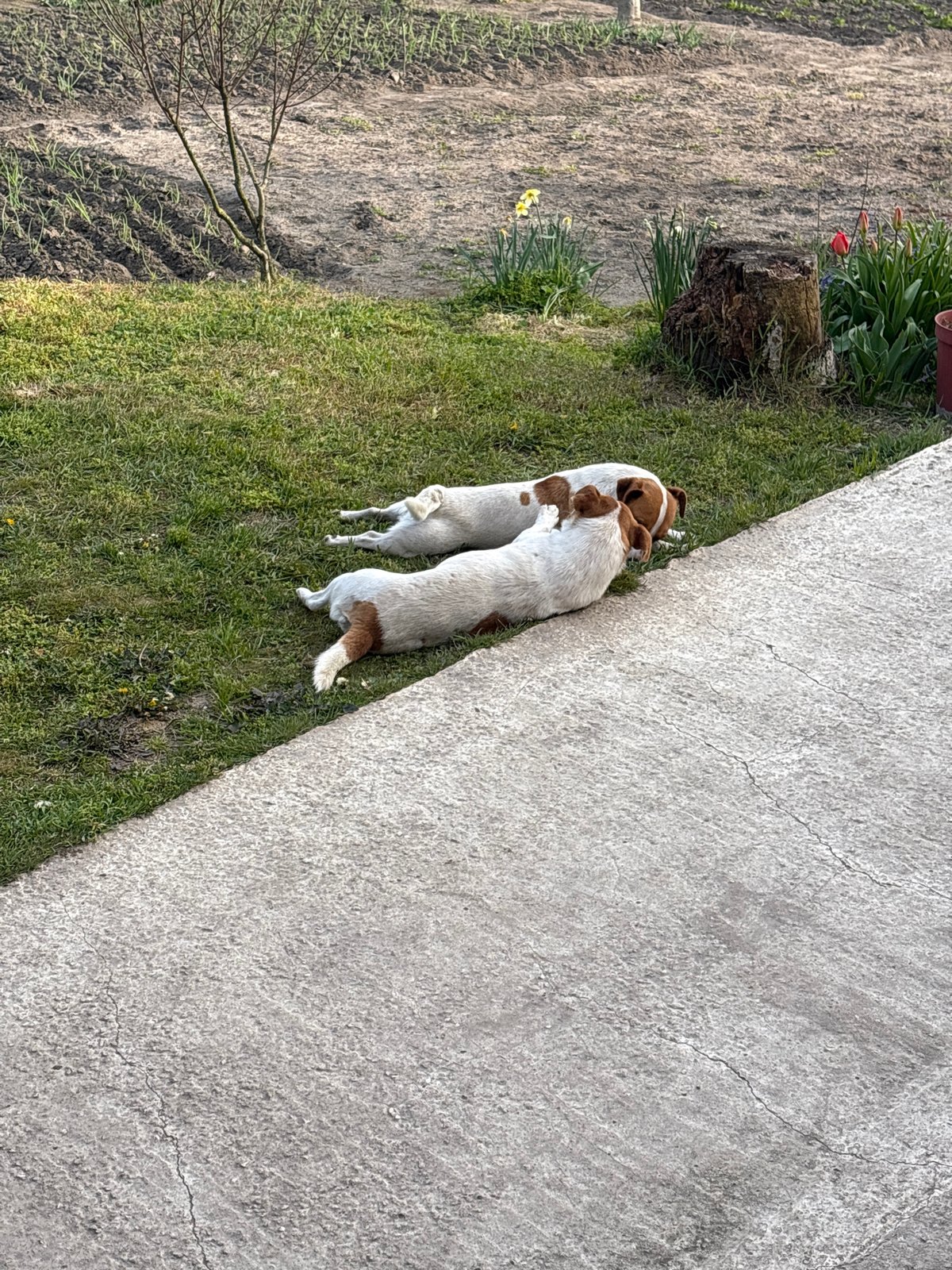 Two Jack Russell Terriers spotted in Priseltsi yard