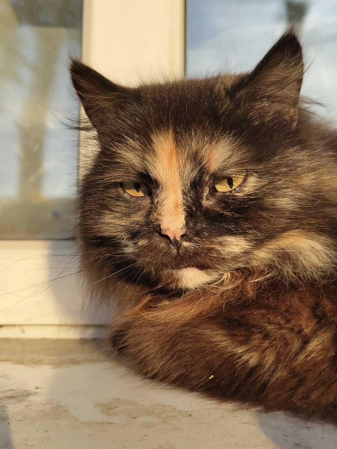 Multiple cats spotted in urban area during afternoon