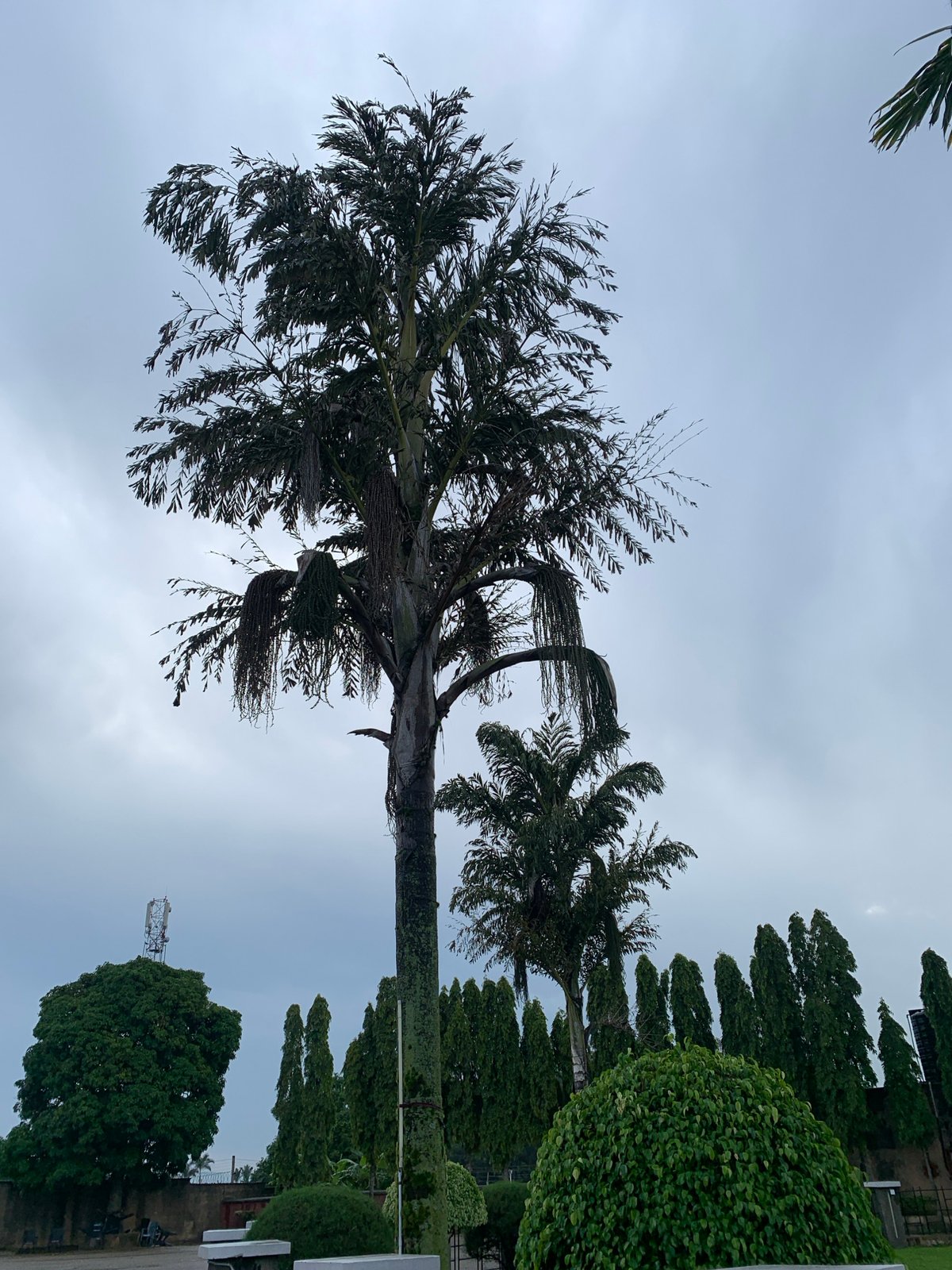 Overcast skies over Bukuru's tree-lined residential streets