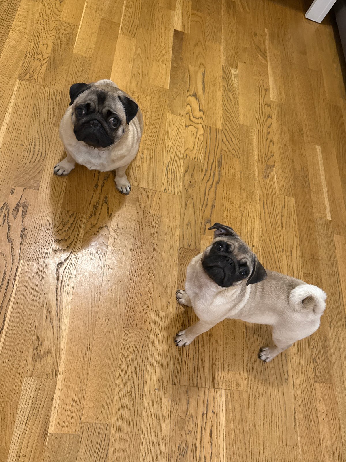 Pugs observed playing and resting indoors during evening hours