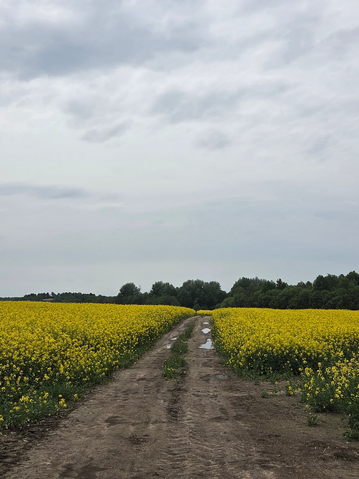 Witness documents flowering fields with yellow blooms and lupines