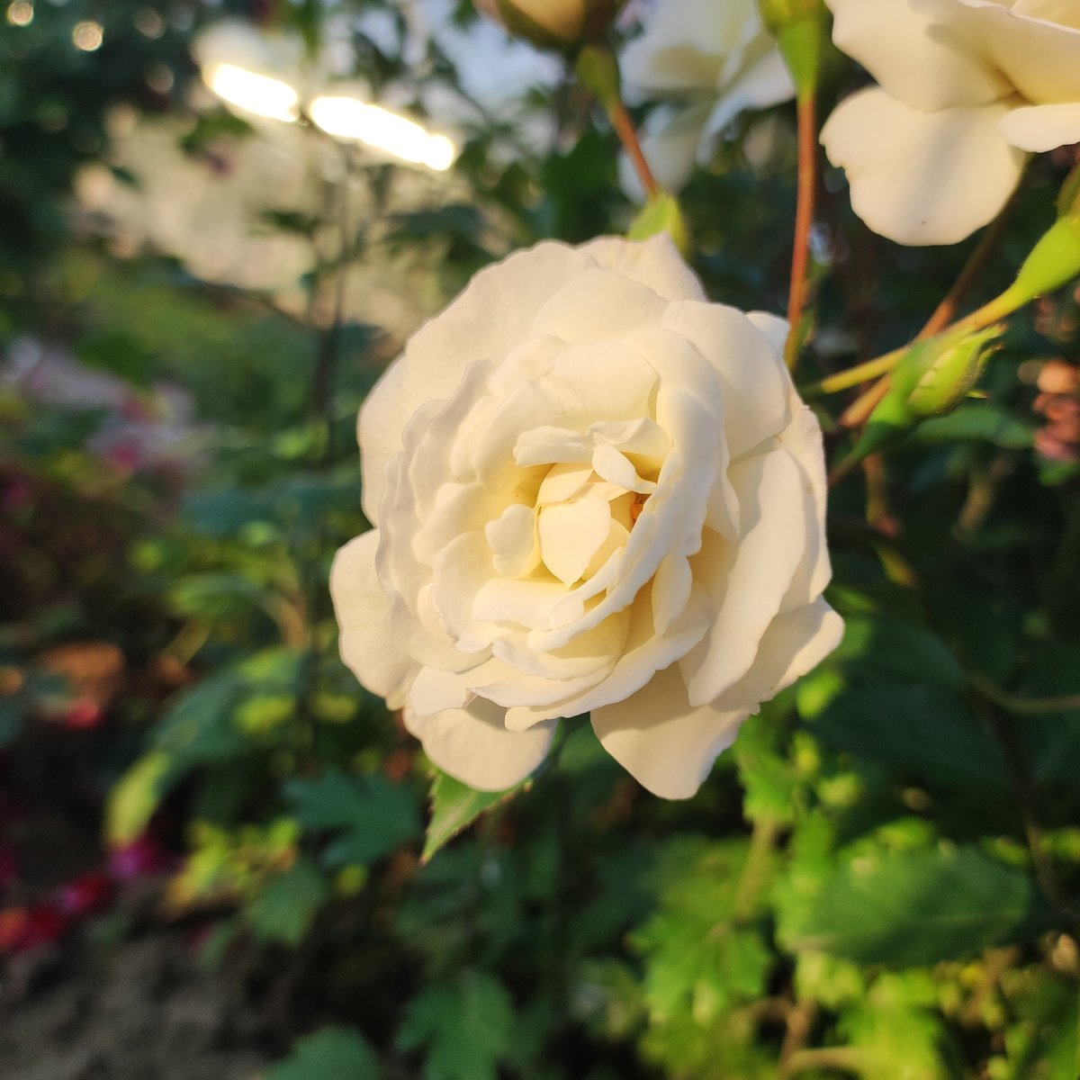 Close-up garden flower photography across roses, astilbe, and more