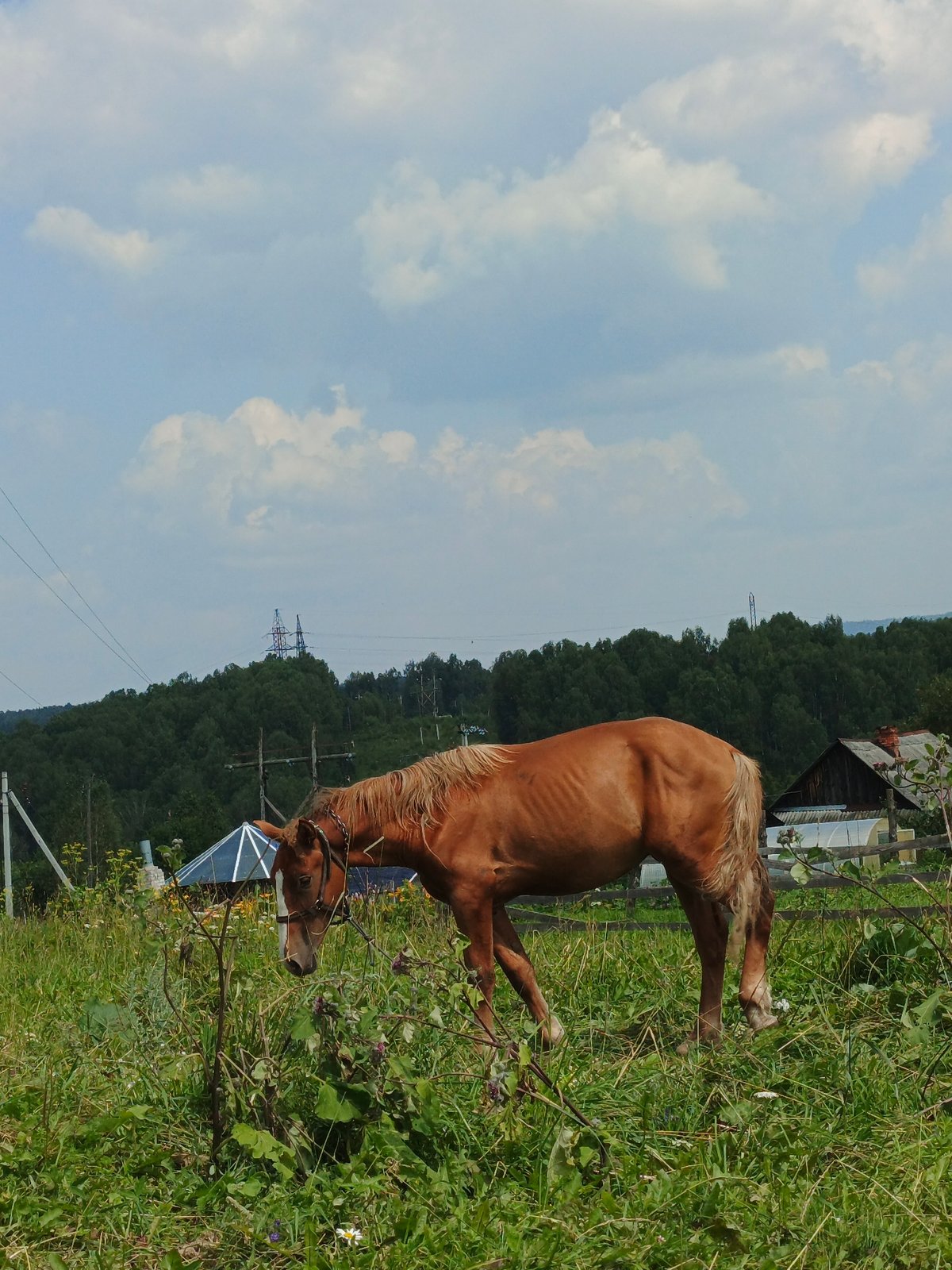 Summer morning in a Russian village: horses, gardens, and everyday life
