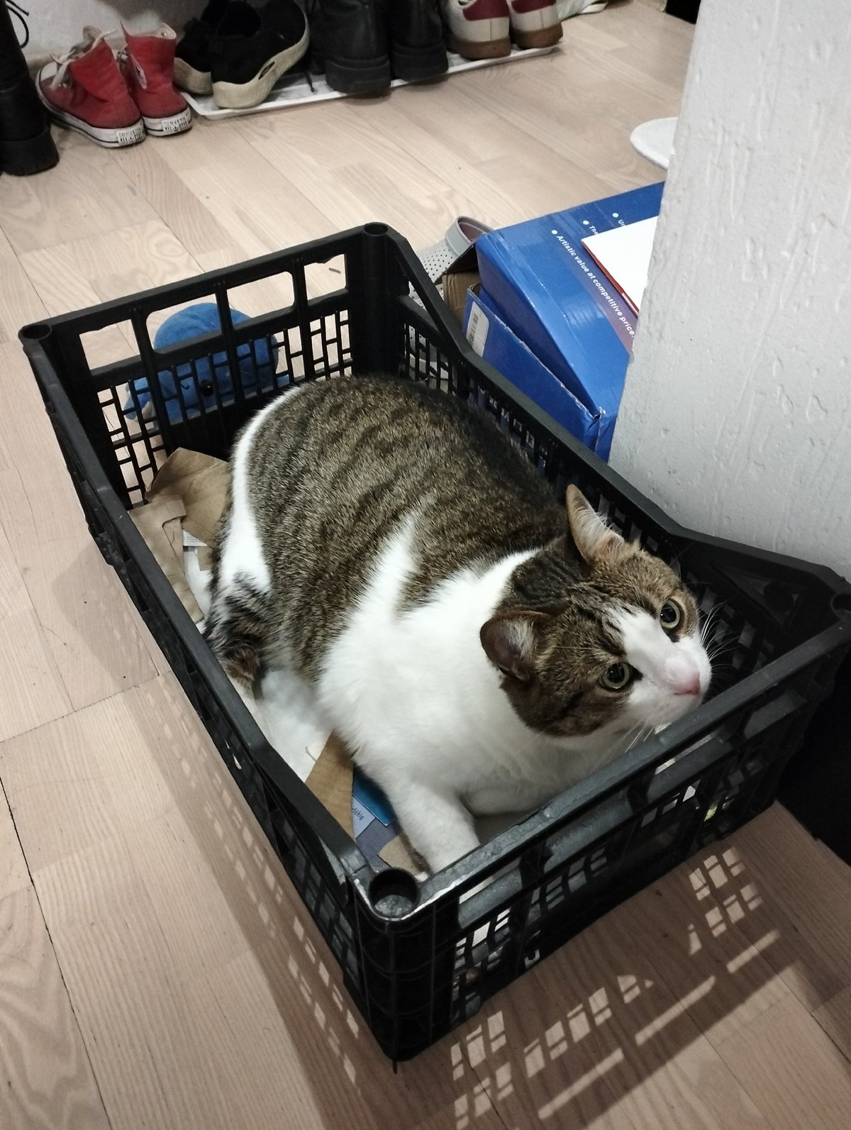 Woman documents evening moments with cat and packing in Ukraine