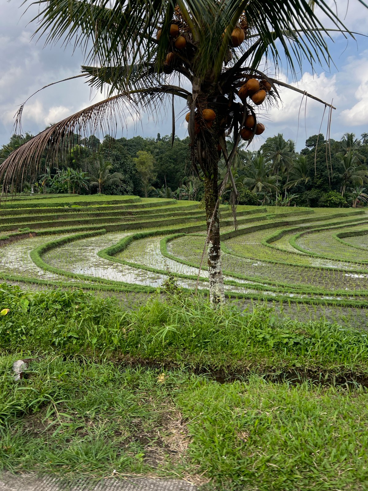 Lush terraced rice paddies in Selemadeg Barat, Bali