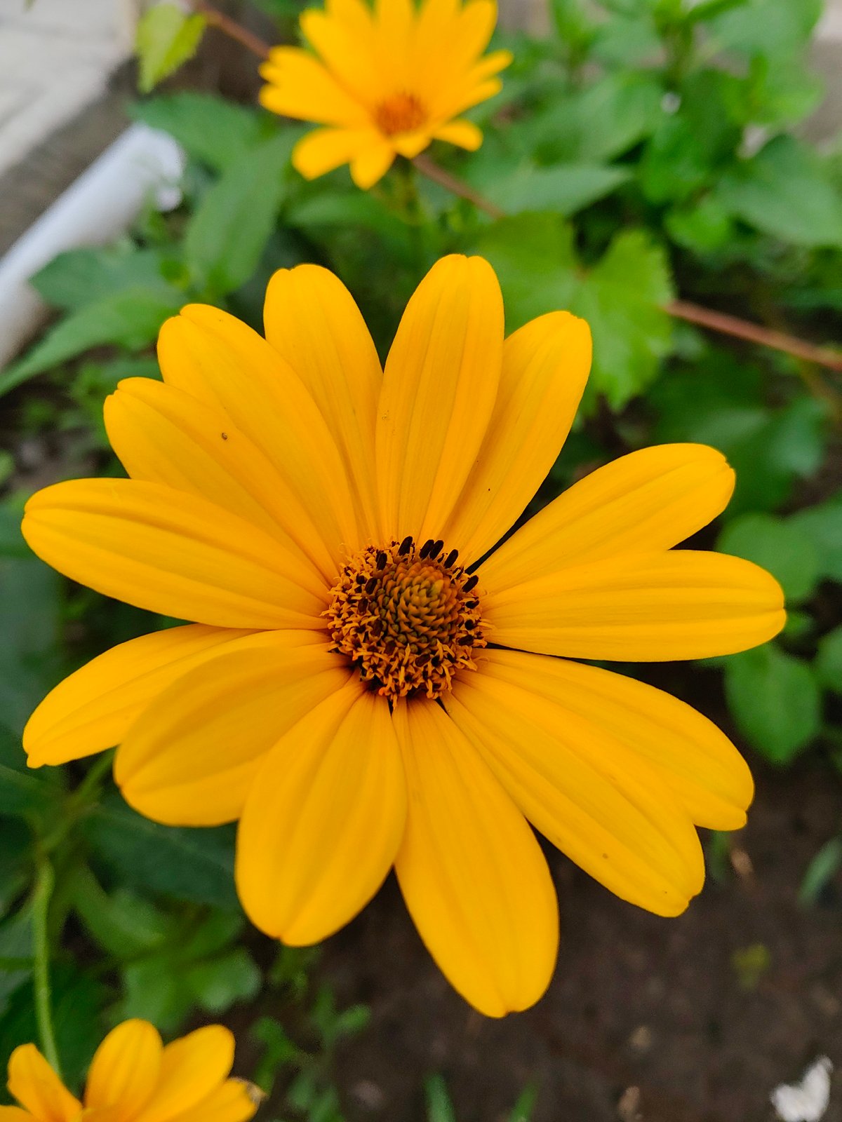Close-up flower photography from a Kharkiv garden