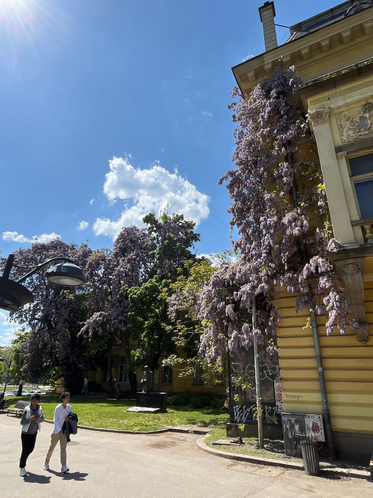 Purple wisteria blooms on yellow building in Sofia
