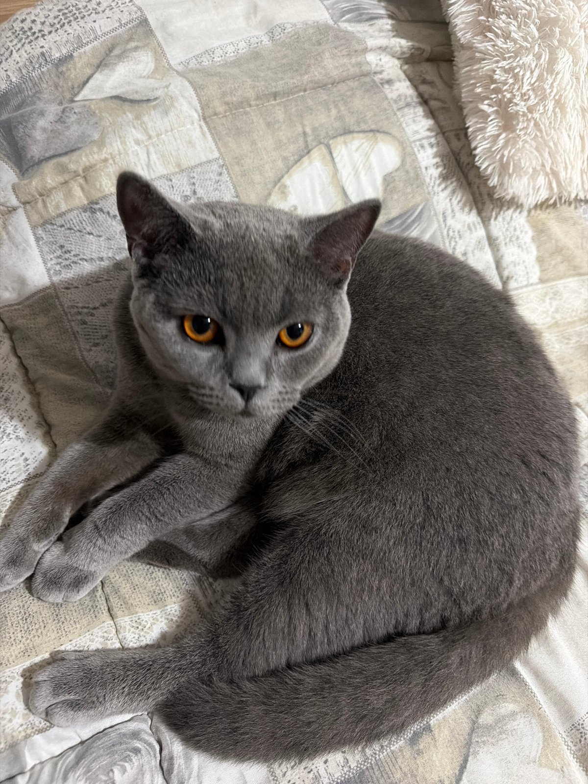 Grey British Shorthair chills on quilted bed in Dimitrovgrad