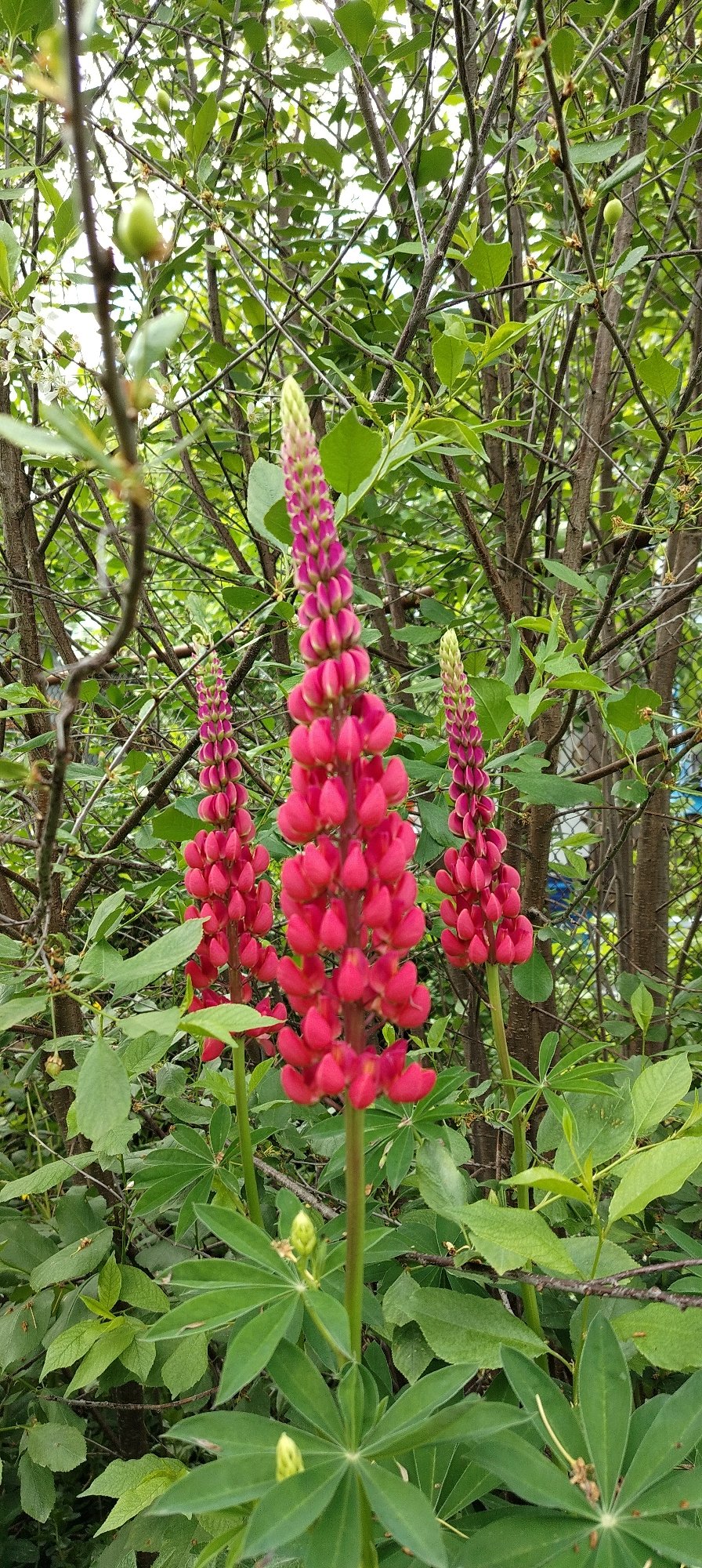 Spring flowers bloom in Russian village garden