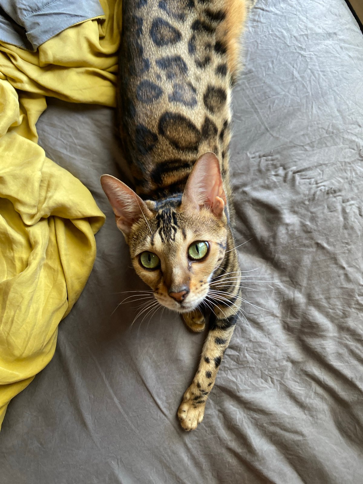 Bengal cat spotted resting on bed in Mũi Né