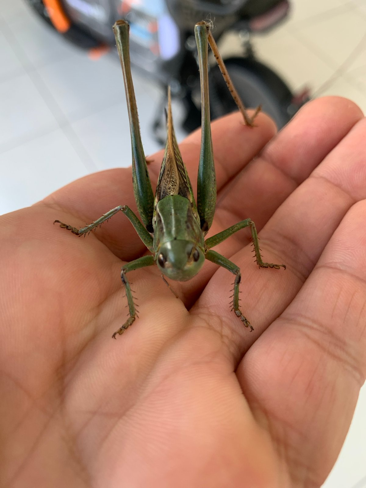 Green katydid gets a thorough close-up session in Kropotkin
