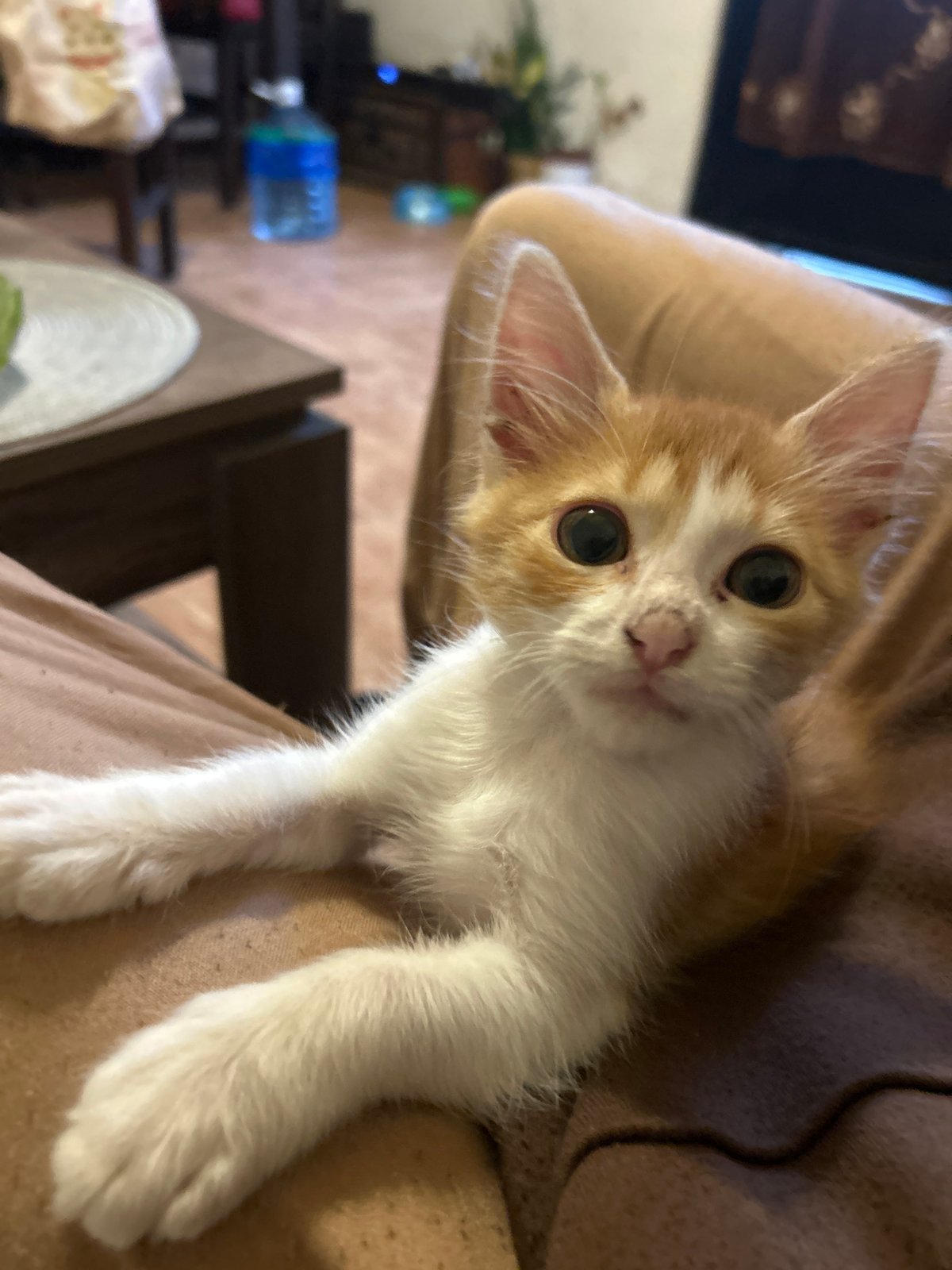 Tabby kitten photographed resting on lap in Buenos Aires
