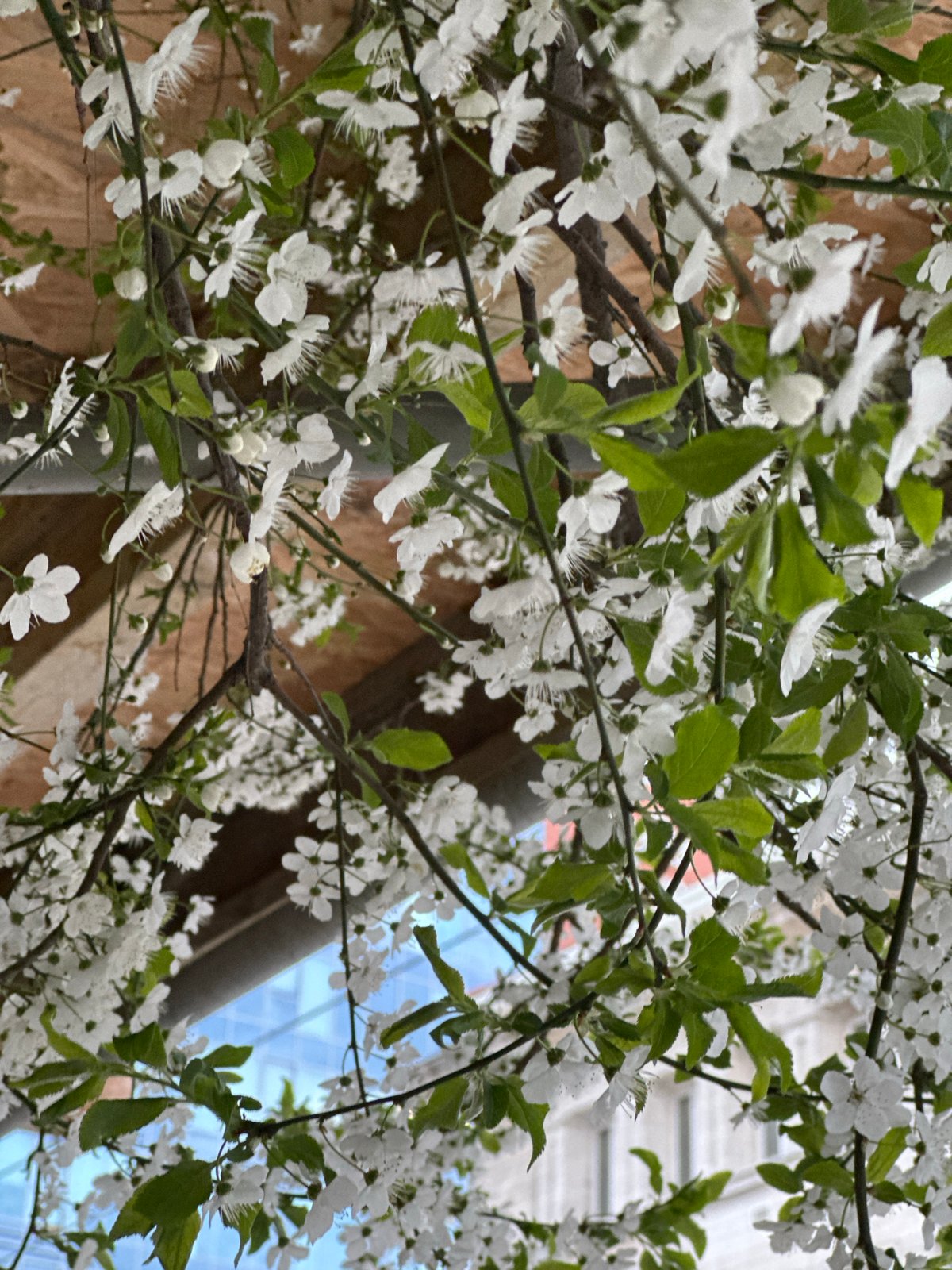 Spring blooms frame urban construction scene in Sofia