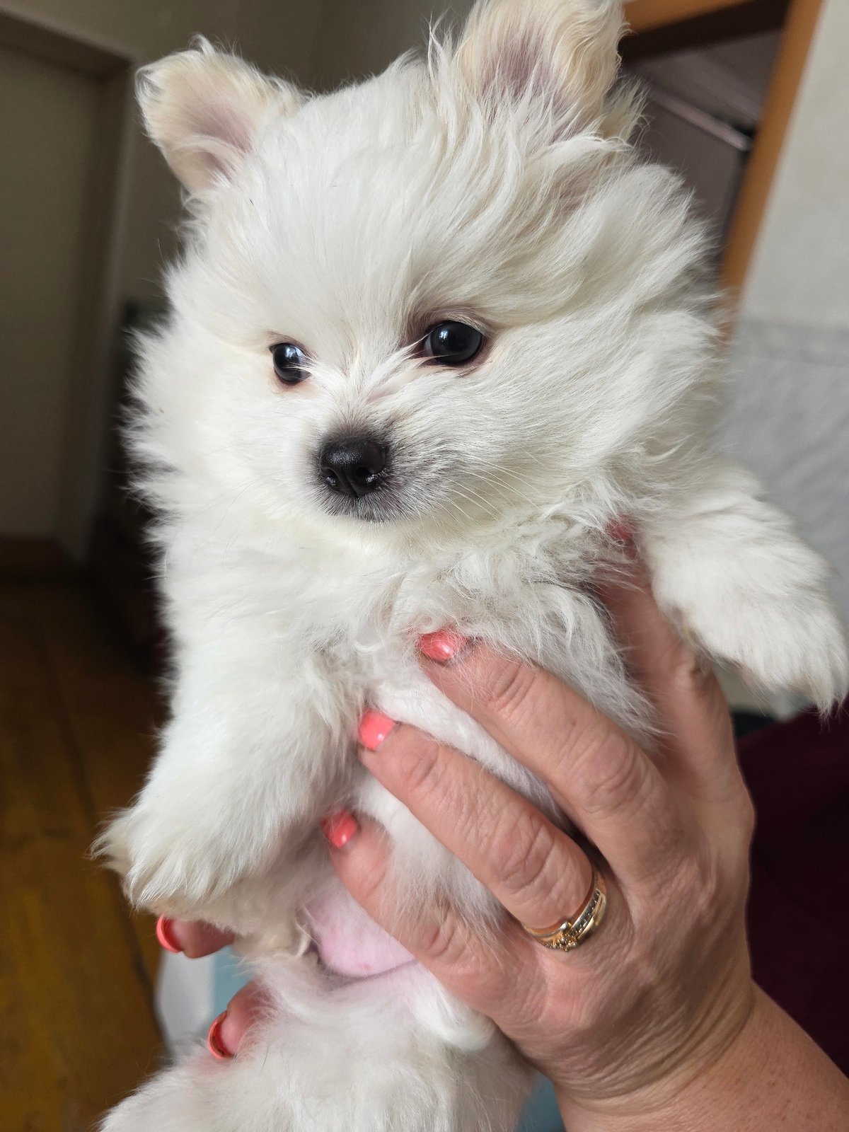 Small white puppy held gently in close-up photograph