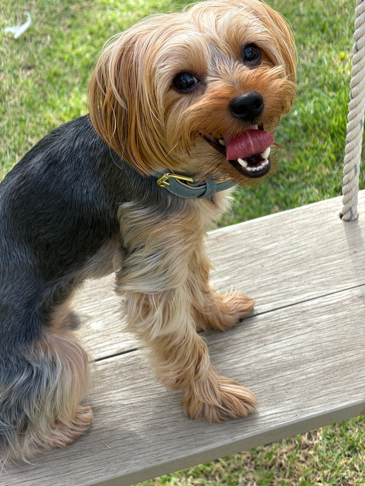 Yorkshire Terrier enjoys a morning out in Thep Krasatti