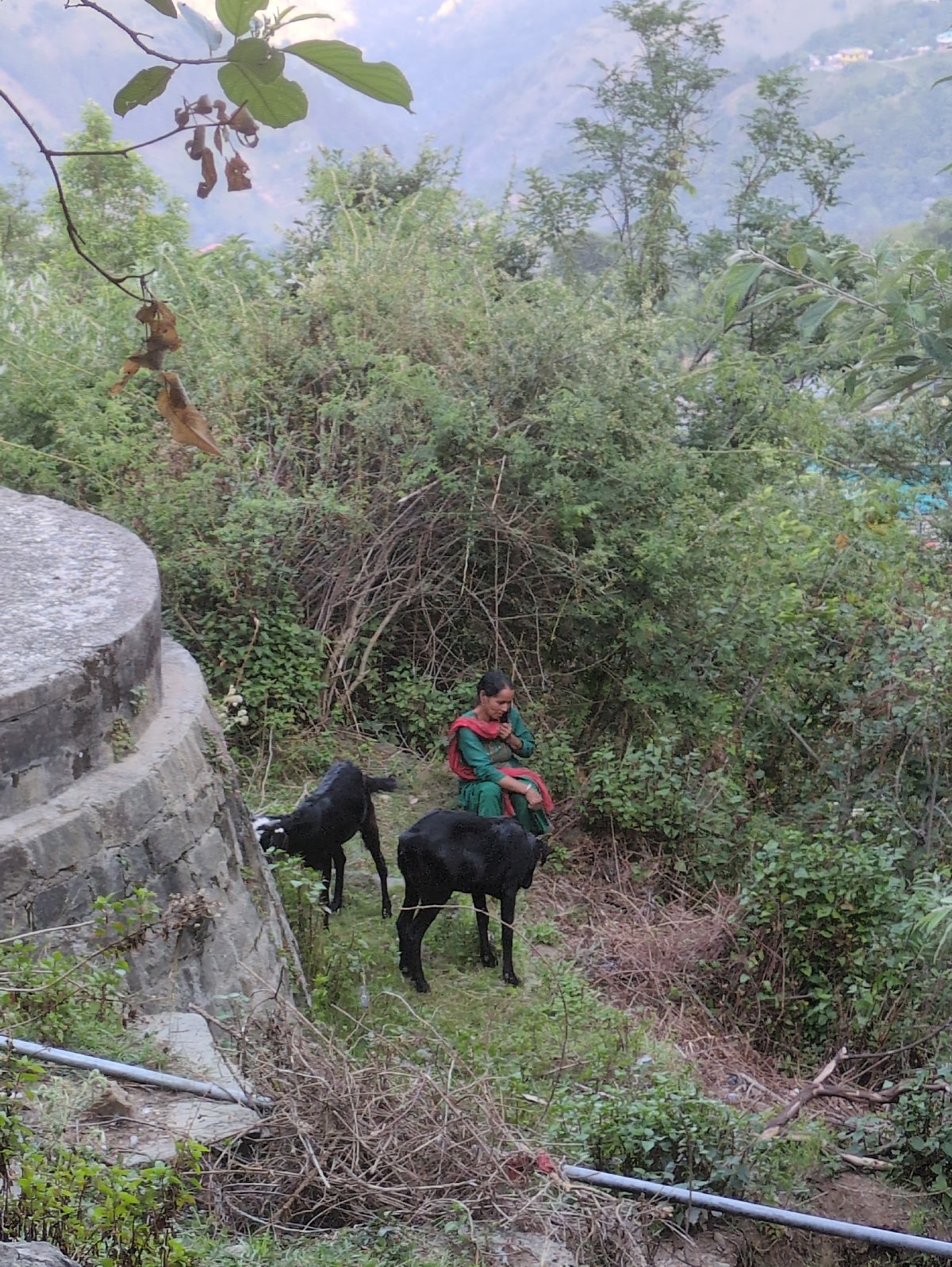 Goats, farmland, and rock art in Doh, India