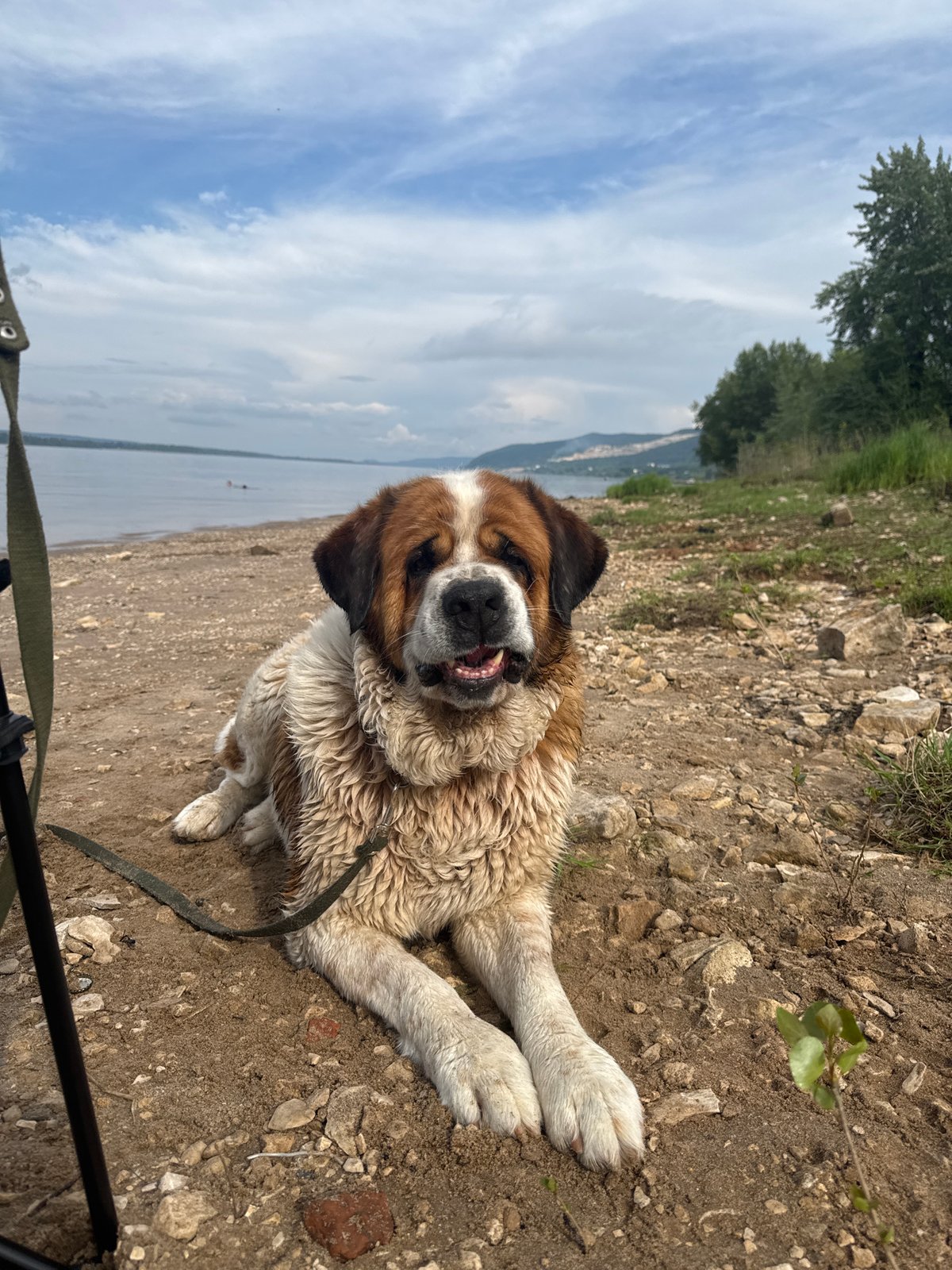 Couple enjoys lakeside afternoon with dogs under cloudy skies