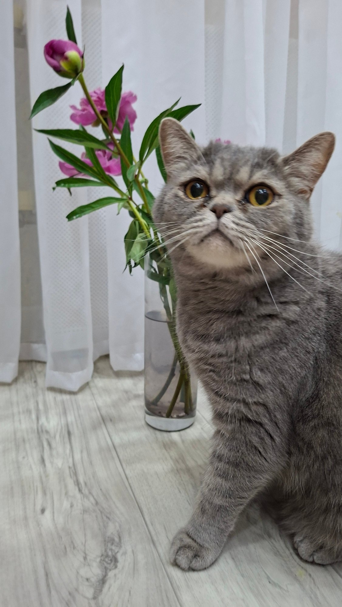 Morning moments: Woman, cat, and peonies in Chaikovsky, Russia