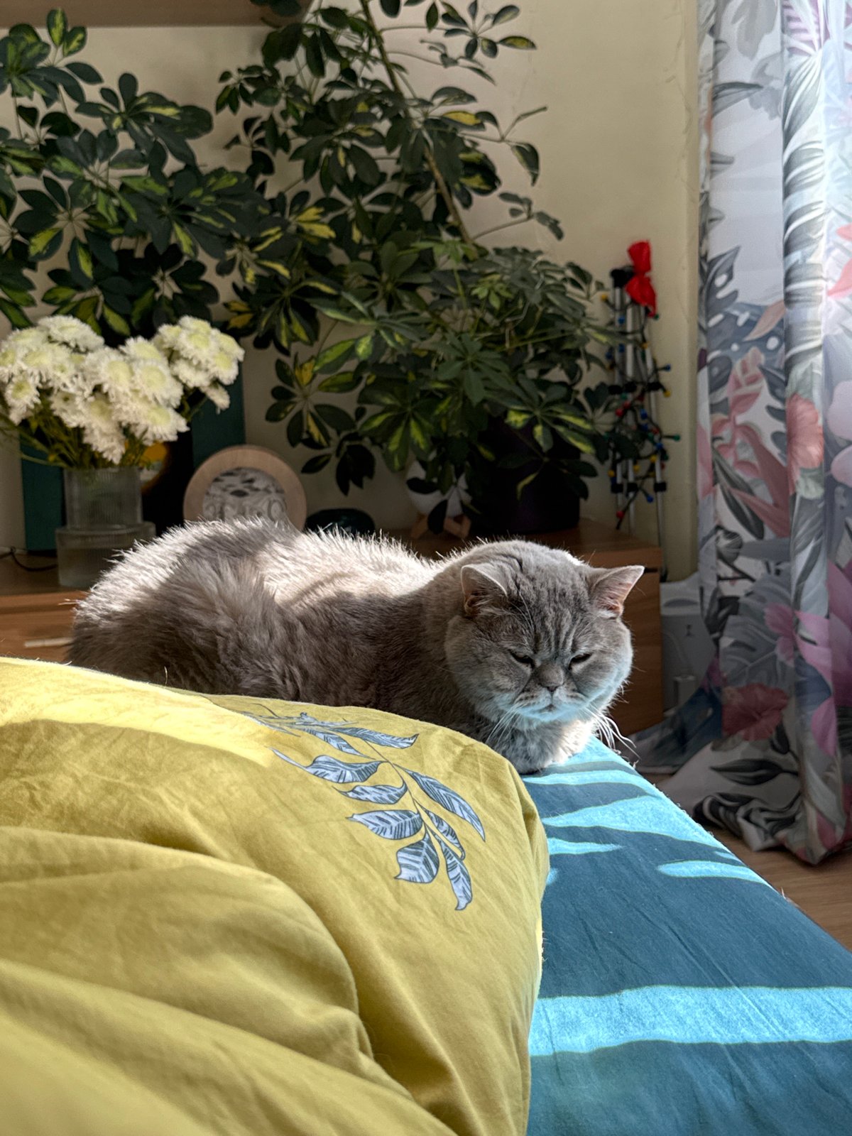 Gray cat rests amid colorful bedding in Saint Petersburg home