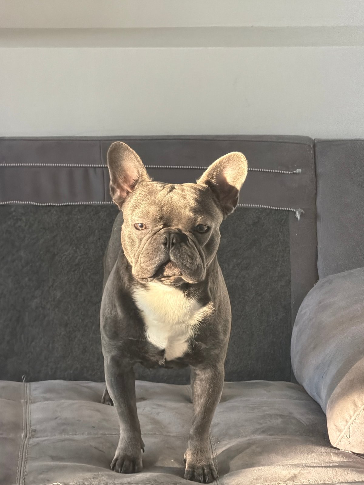 Afternoon drive through Ruse, Bulgaria with French bulldog encounters