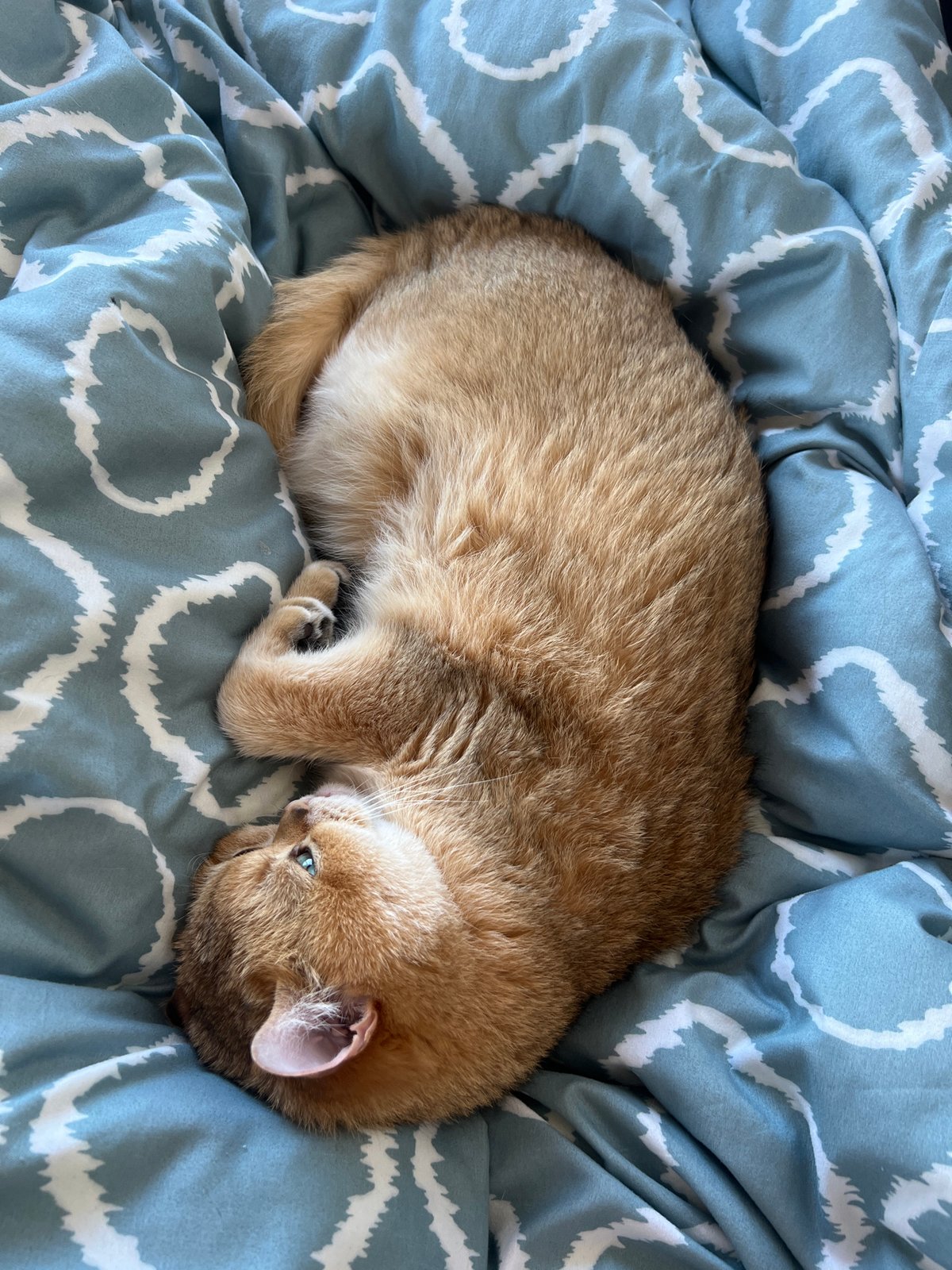 Cat sleeps peacefully on duvet in Montenegro home