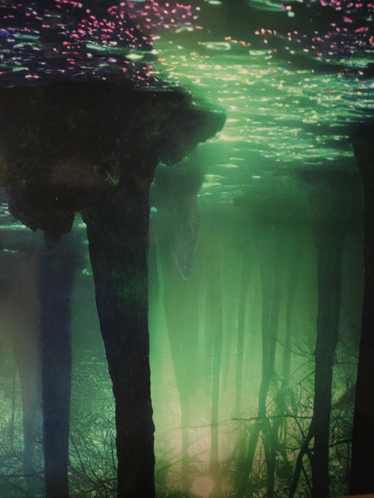 Mysterious green-lit forest phenomenon witnessed by multiple observers