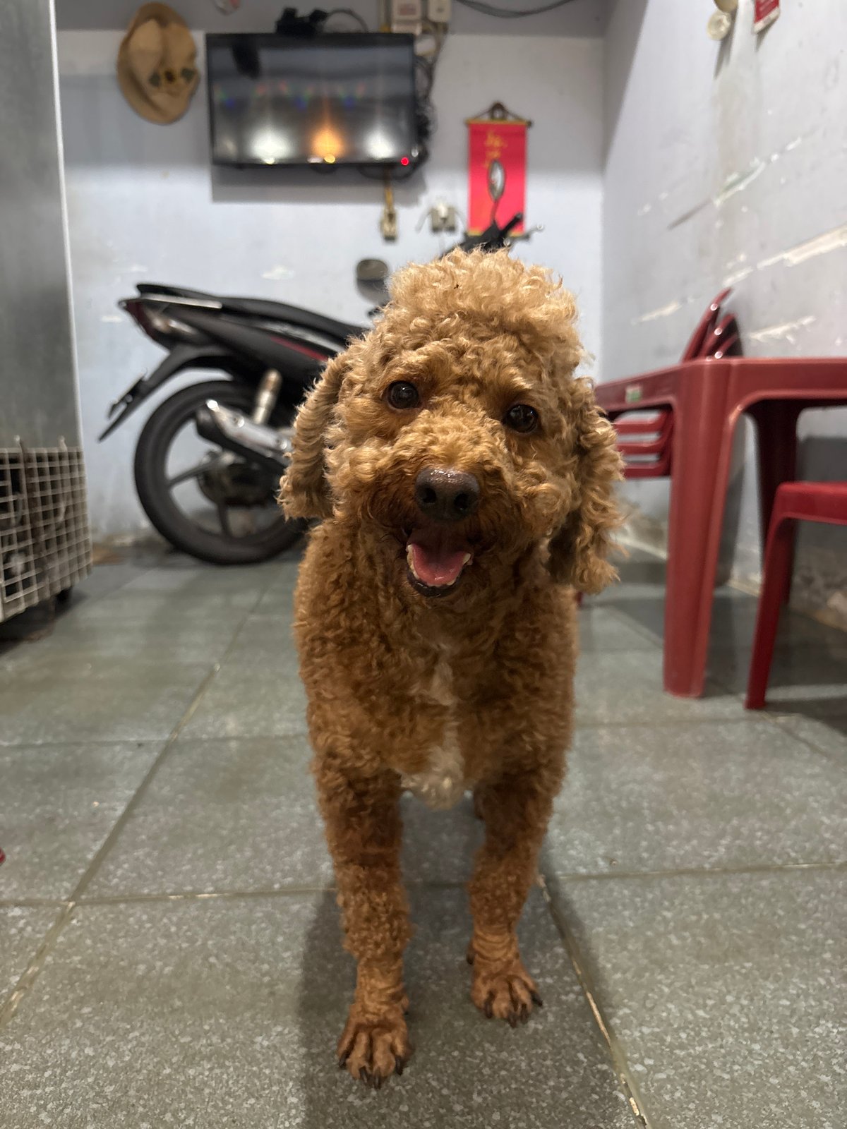 Indoor scenes show dog, seated man, people's feet documented