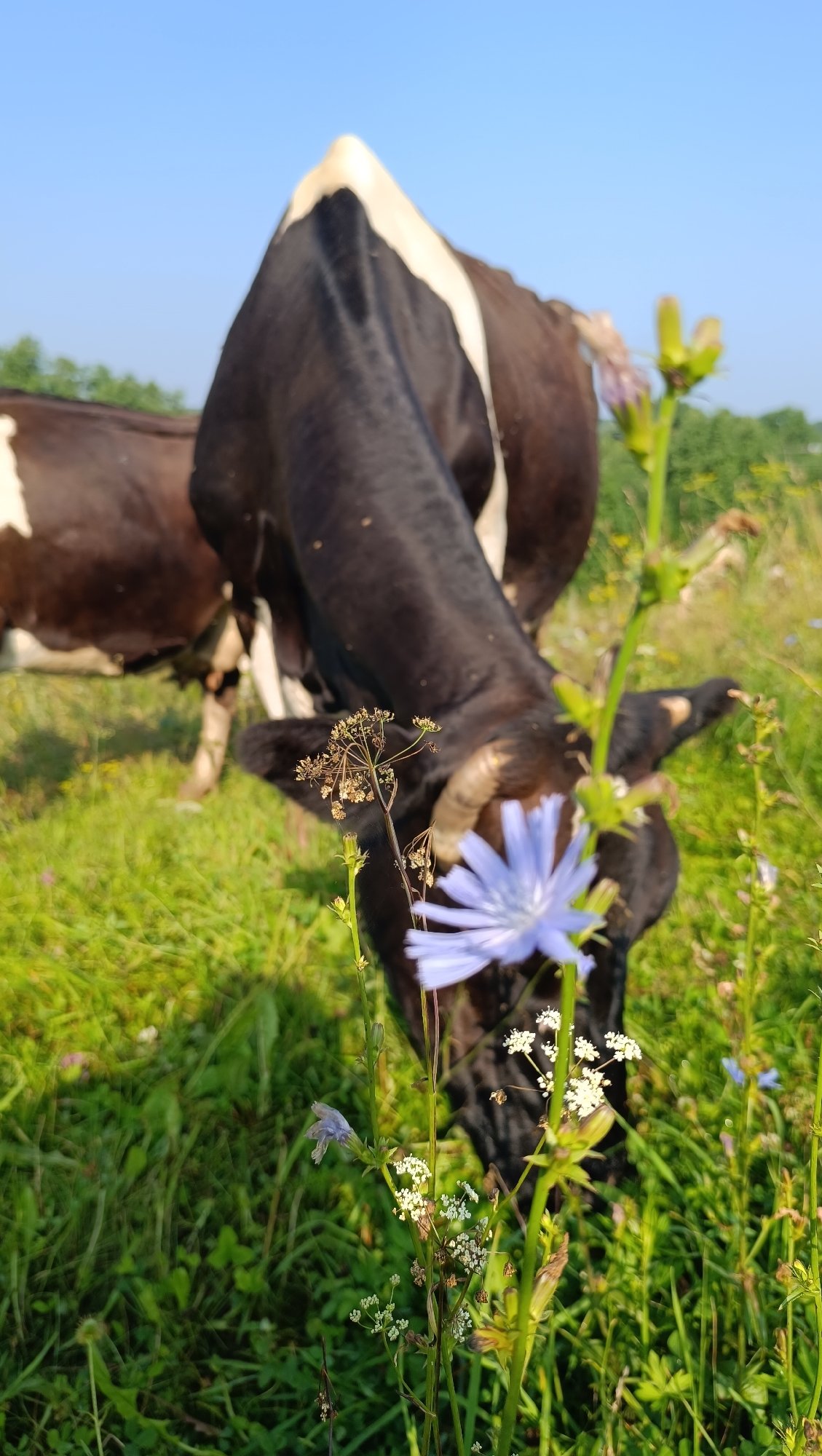 Wildflowers, pine trees, and grazing cattle in a Russian meadow