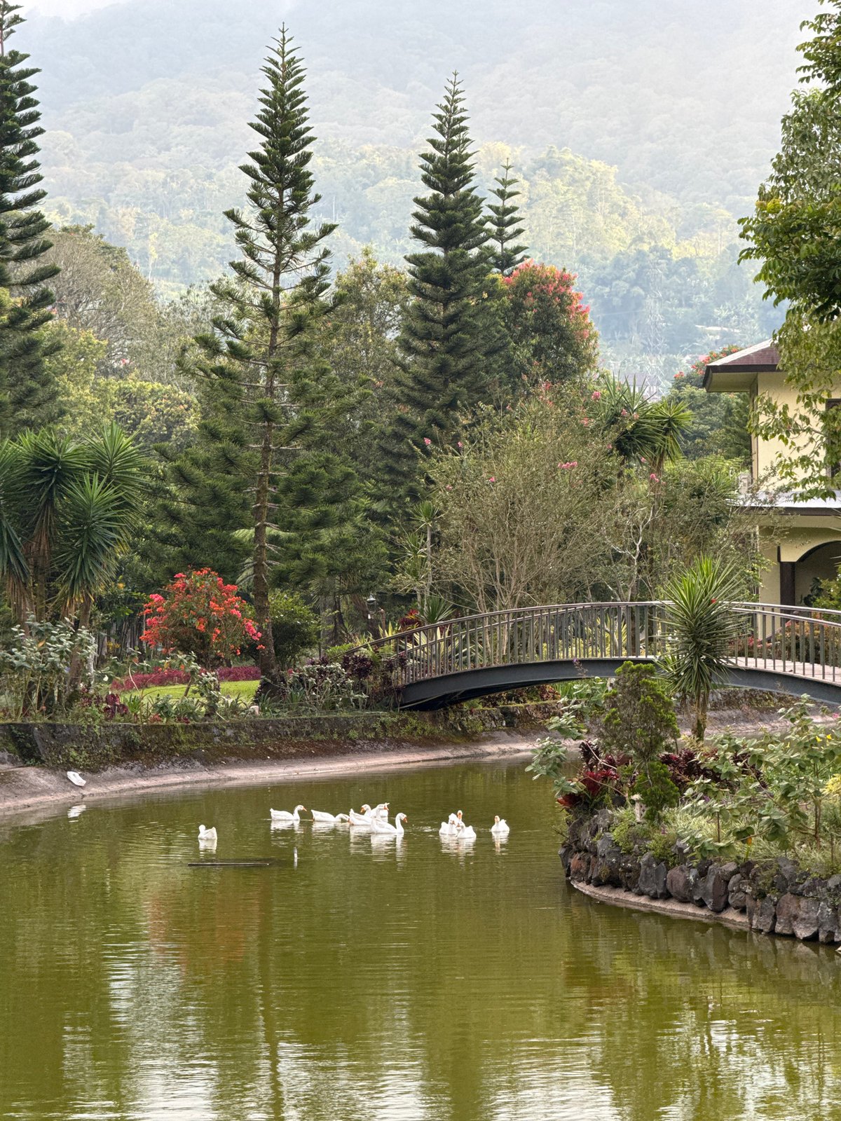 Swans and architecture documented at Indonesian location