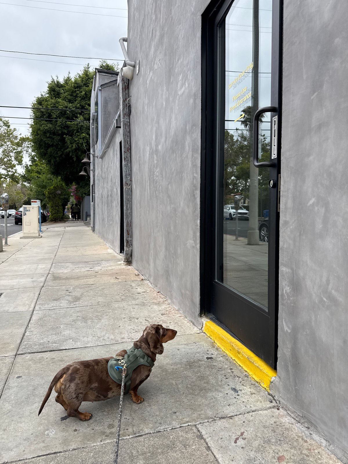 Dog walker and dachshund enjoy evening stroll in Los Angeles