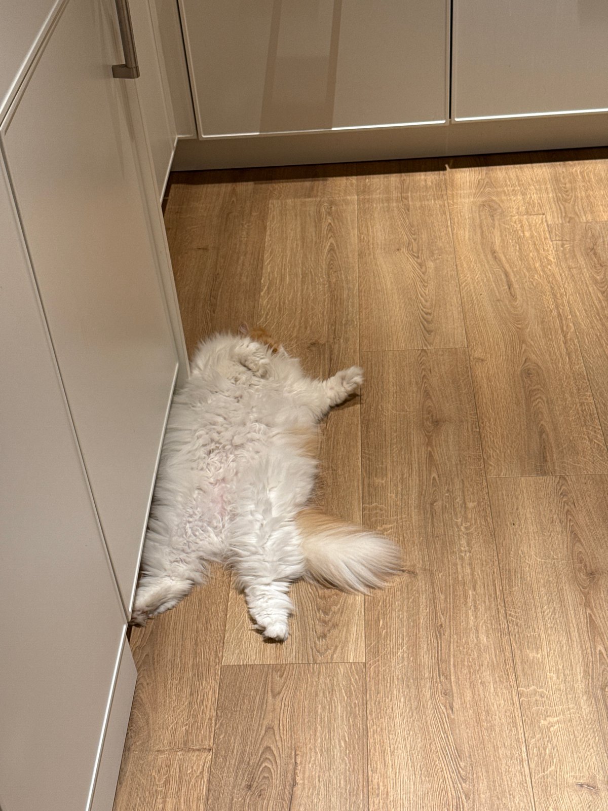 Pet rests on wooden floor near cabinet in Barcelona home