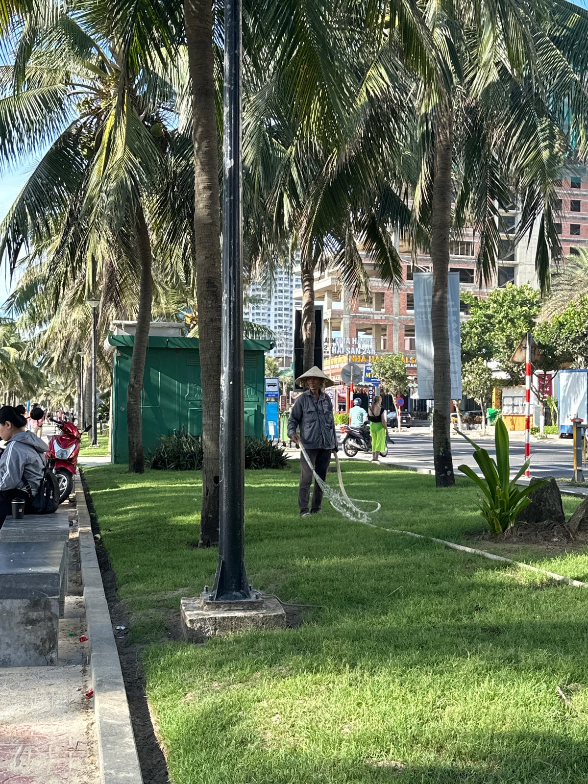 Morning grass watering on palm-lined street in Đà Nẵng