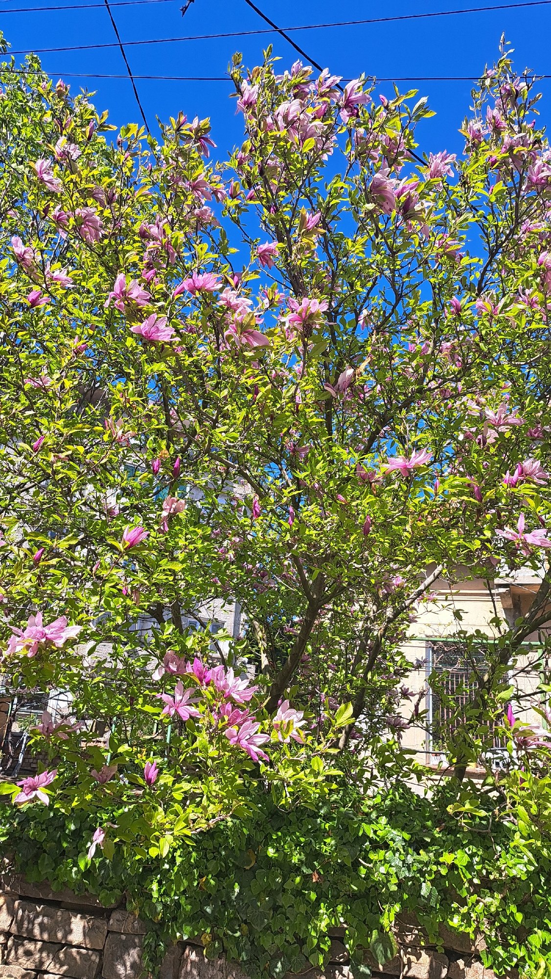 Magnolia tree blooms pink in Sevlievo municipal area