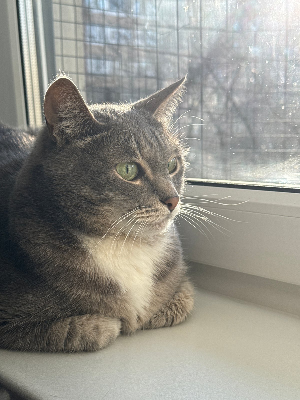 Cat rests on Moscow windowsill with spring trees visible